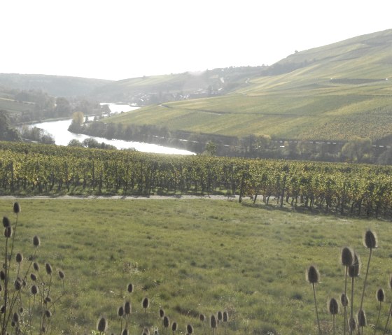 mosel-4_1, © Deutsch Luxemburgische Tourist Info