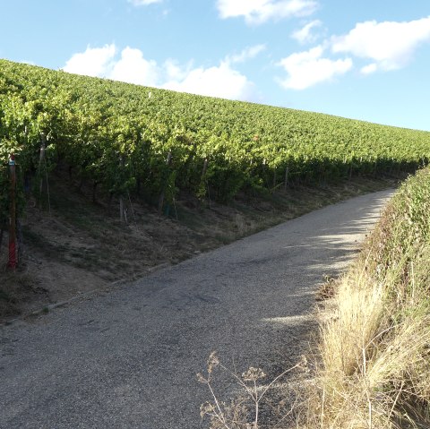 Weinberge, © Deutsch Luxemburgische Tourist Info