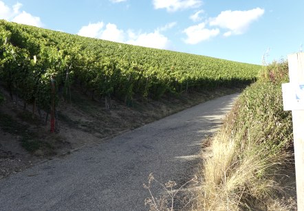 Wijninformatieweg Mertert Wasserbillig, © Deutsch Luxemburgische Tourist Info