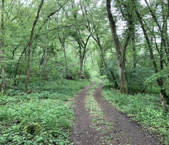 Waldweg Fusenich, © Nicole Zimmer