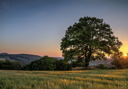 Baum Sendemast Ralingen, © Deutsch-Luxemburgische Tourist-Information