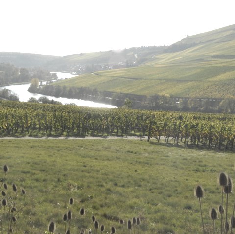 mosel-4_1, © Deutsch Luxemburgische Tourist Info