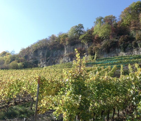 Mosel Radweg, © Nicole Zimmer