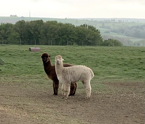 animaux à Hofweiler, © Deutsch-Luxemburgische Tourist-Info