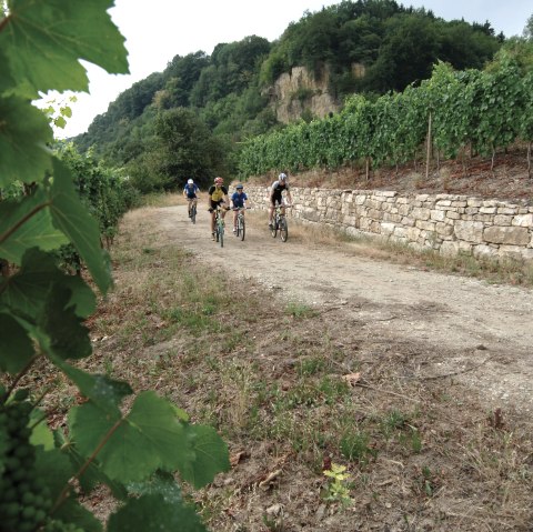 Mountain Bike, © Carlo Rinnen ORTM LFT