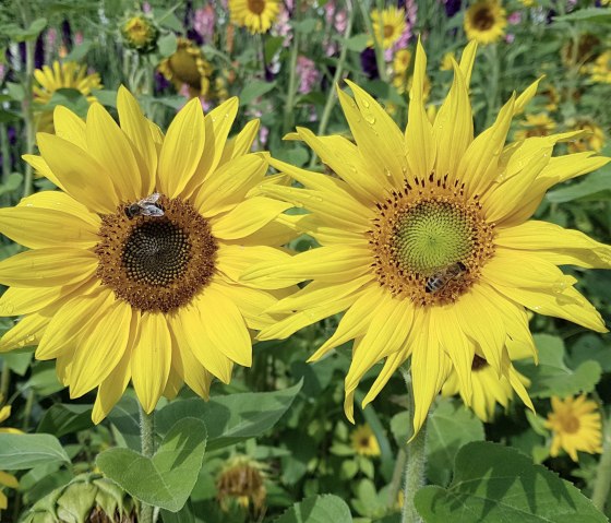 Blumen, © Anne Hilker