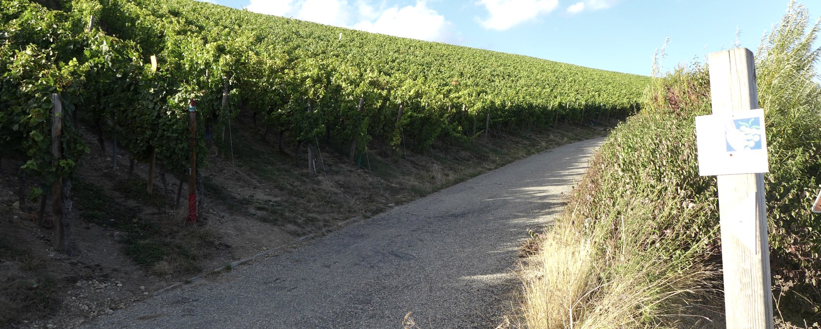 Wijninformatieweg Mertert Wasserbillig, © Deutsch Luxemburgische Tourist Info