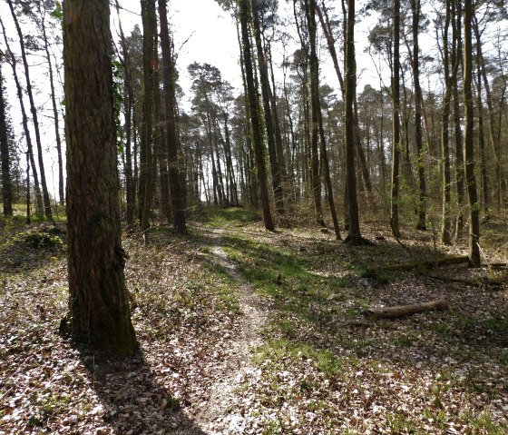 Wald Mesenich, © Deutsch Luxemburgische Tourist Info