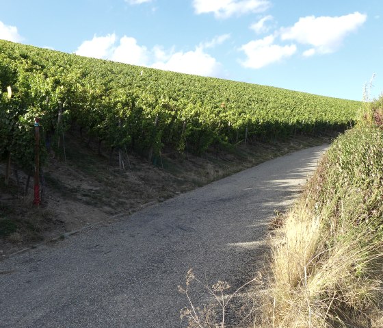 weinweg, © Deutsch Luxemburgische Tourist Info