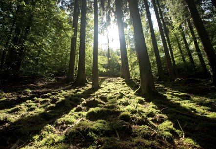 Wanderung durch den Wald der Meulenwaldroute, © Eifel Tourismus GmbH/D. Ketz