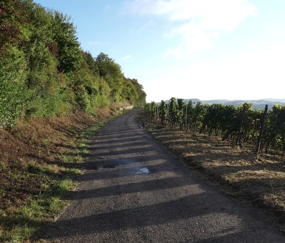 Weinberge, © Deutsch-Luxemburgische Tourist-Information