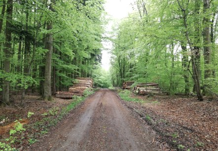 Wald, © Deutsch-Luxemburgische Tourist-Information