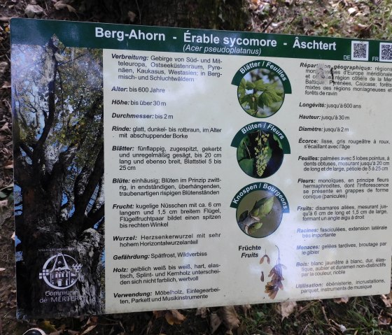 Berg-ahorn, © Deutsch-Luxemburgische Tourist-Information