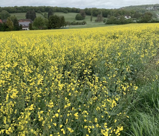 rapsfeld Fusenich, © Nicole Zimmer