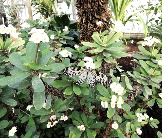 Schmetterling 2, © Deutsch-Luxemburgische Tourist-Information