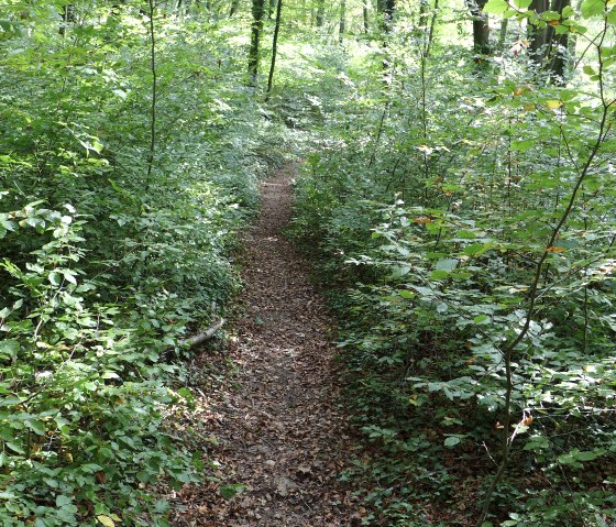 Wald, © Deutsch Luxemburgische tourist Info