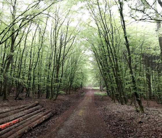 Hofweiler Wald, © Nicole Zimmer