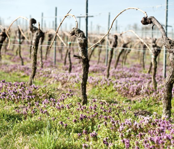 Weinberge, © RLP-Dominik Ketz