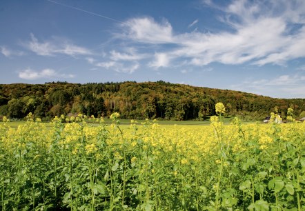 Blick auf den Wolsfelder Berg - Rundwanderweg Nr. 71, © TI Bitburger Land