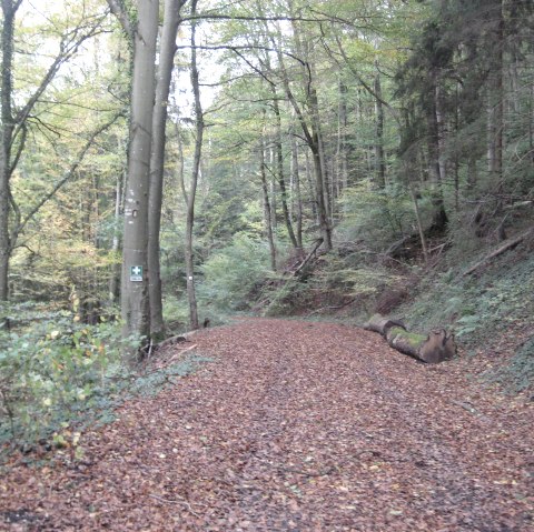 dense forest area, © Deutsch Luxemburgische Tourist Info