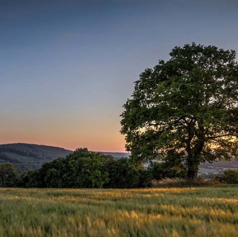 Baum Sendemast Ralingen, © Deutsch-Luxemburgische Tourist-Information