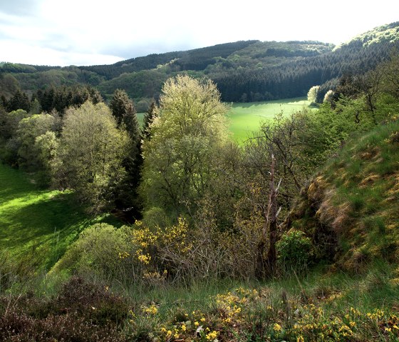 Eifelgold Route, Ginsterbüsche, © Naturpark Südeifel, Volker Teuschler