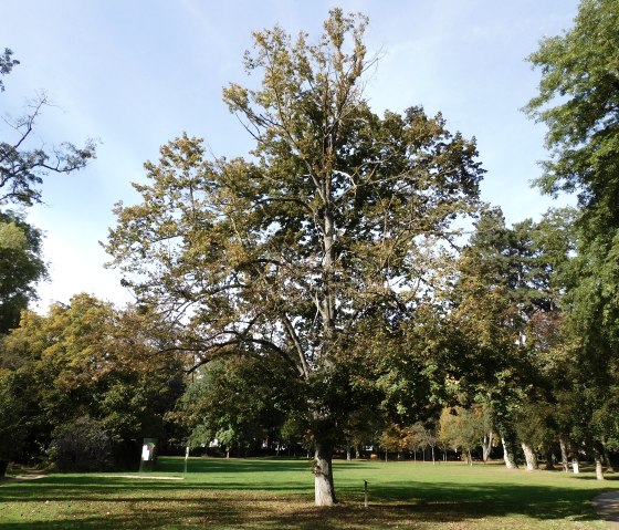 Sommerlinde, © Deutsch-Luxemburgische Tourist-Information