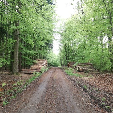 Wald, © Deutsch-Luxemburgische Tourist-Information
