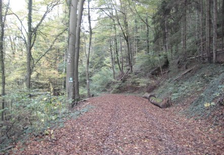 dense forest area, © Deutsch Luxemburgische Tourist Info